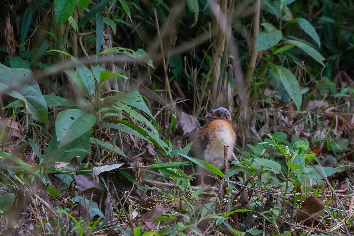 Dusky-legged Guan - ML507872071