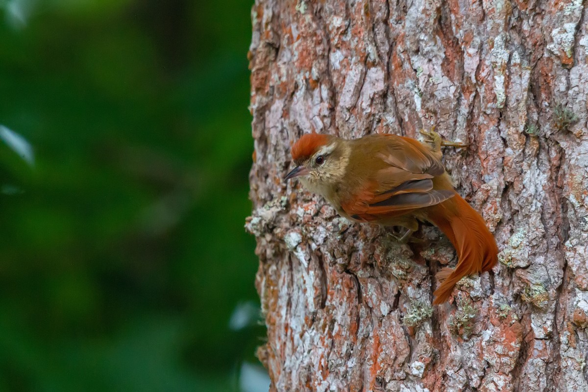 Pallid Spinetail - ML507872161