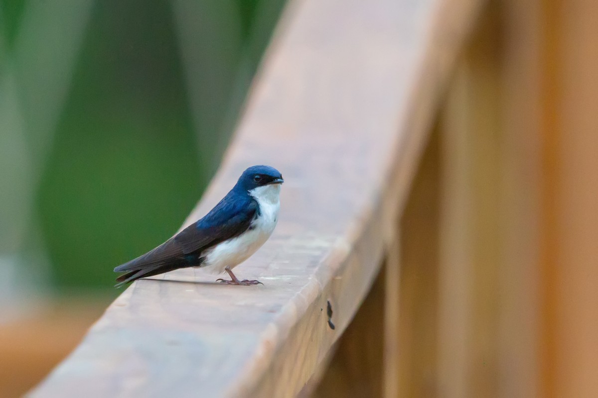 Blue-and-white Swallow - ML507872211