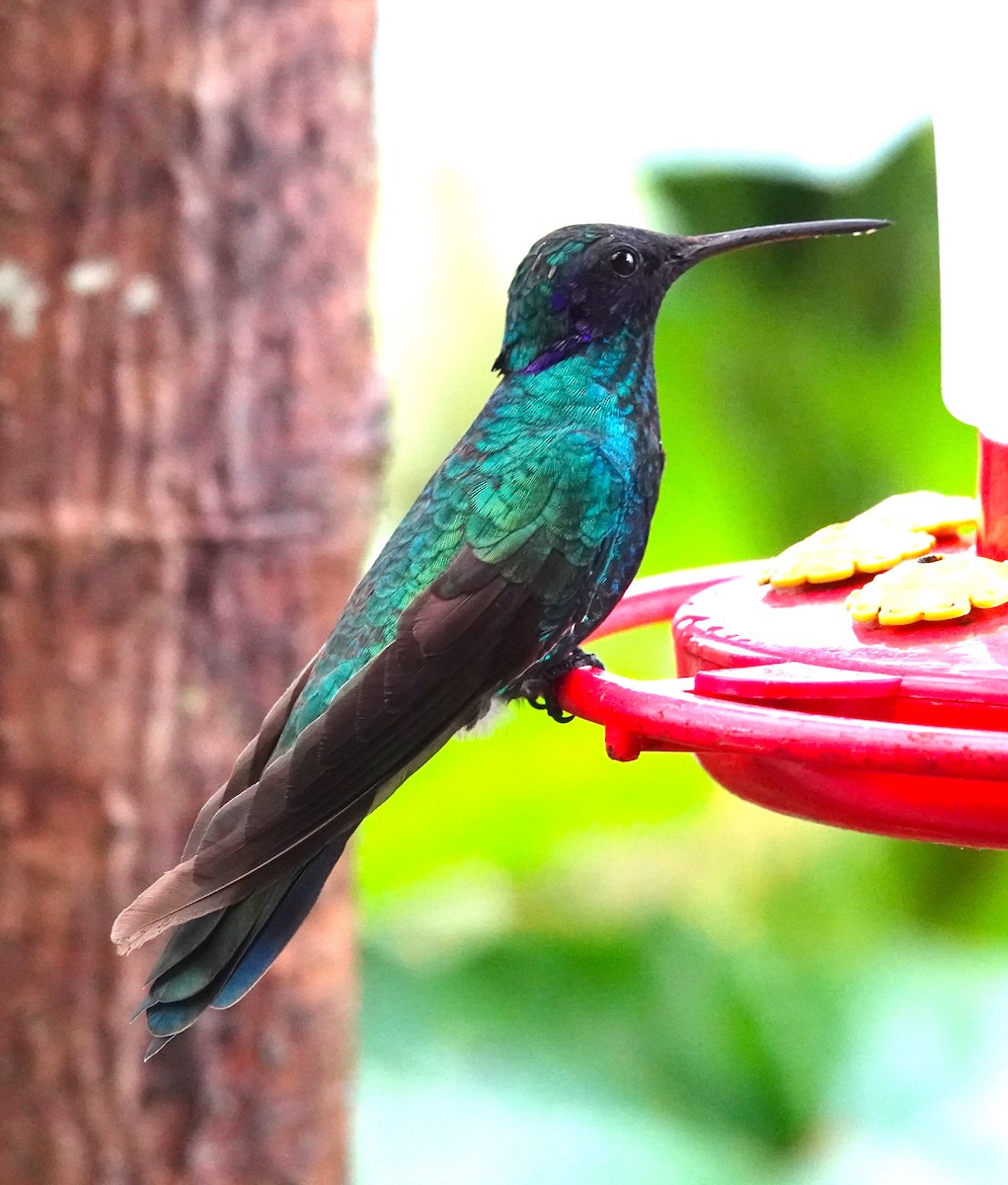 Colibrí Rutilante - ML507872361