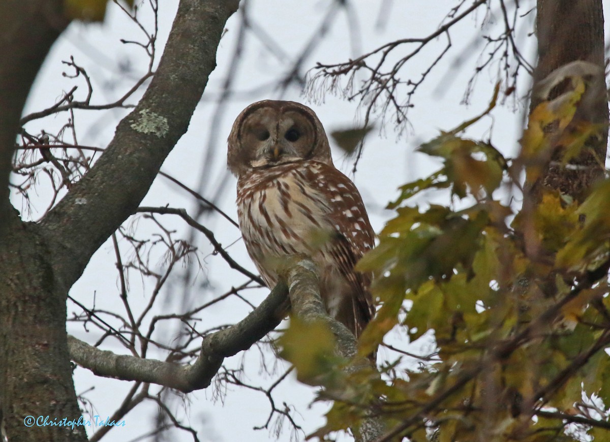 Barred Owl - ML507872781