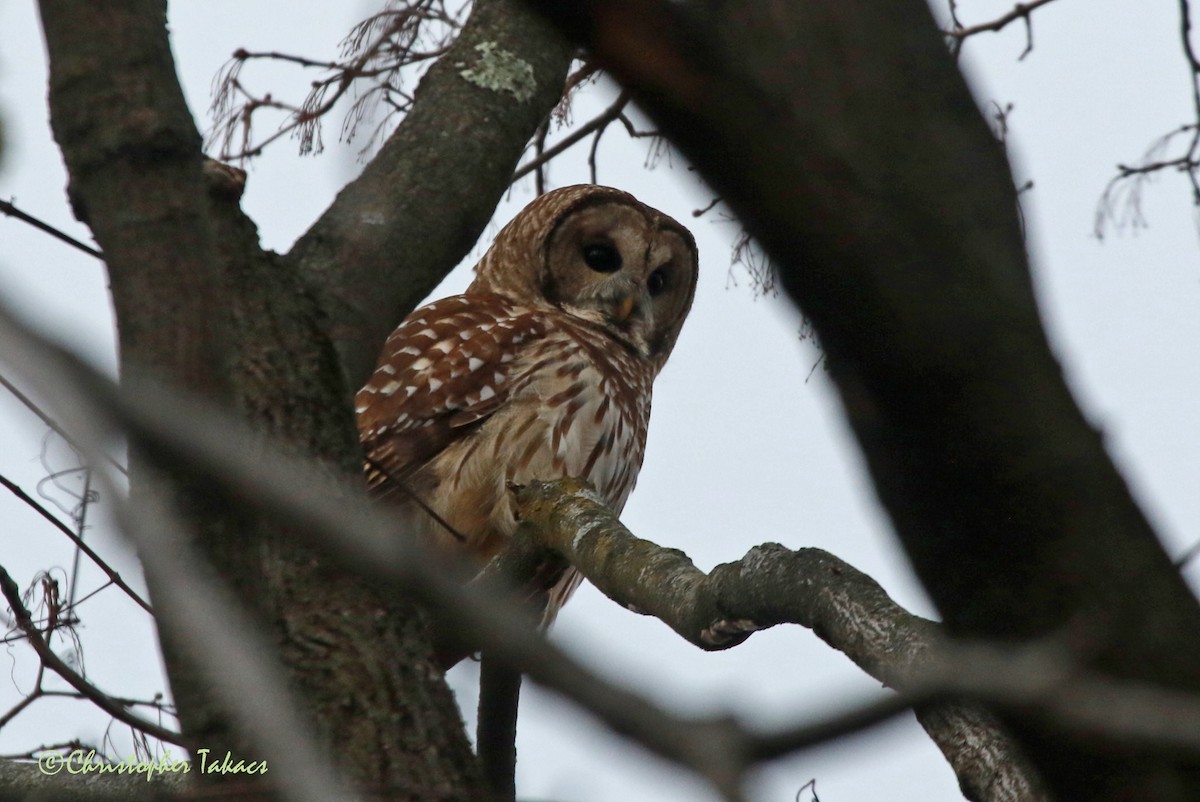 Barred Owl - ML507872801