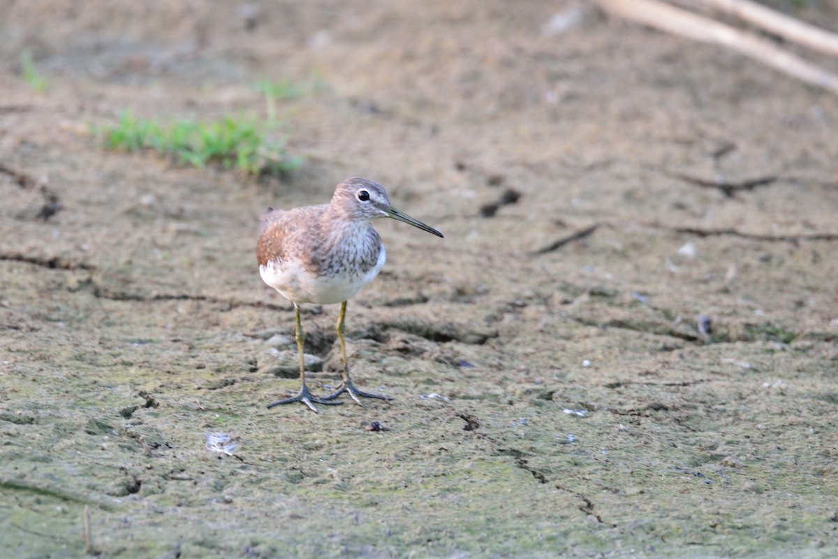 Wood Sandpiper - ML50787381