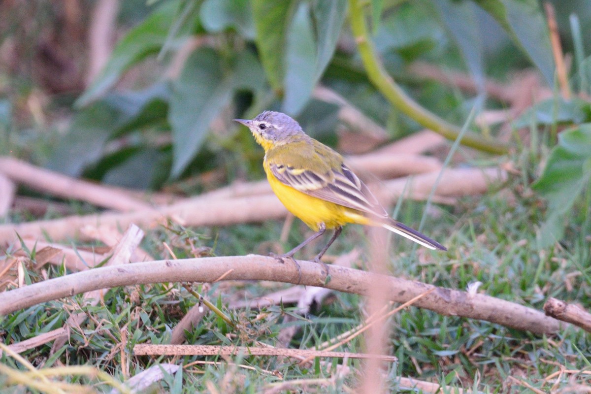 Western Yellow Wagtail - ML50787421