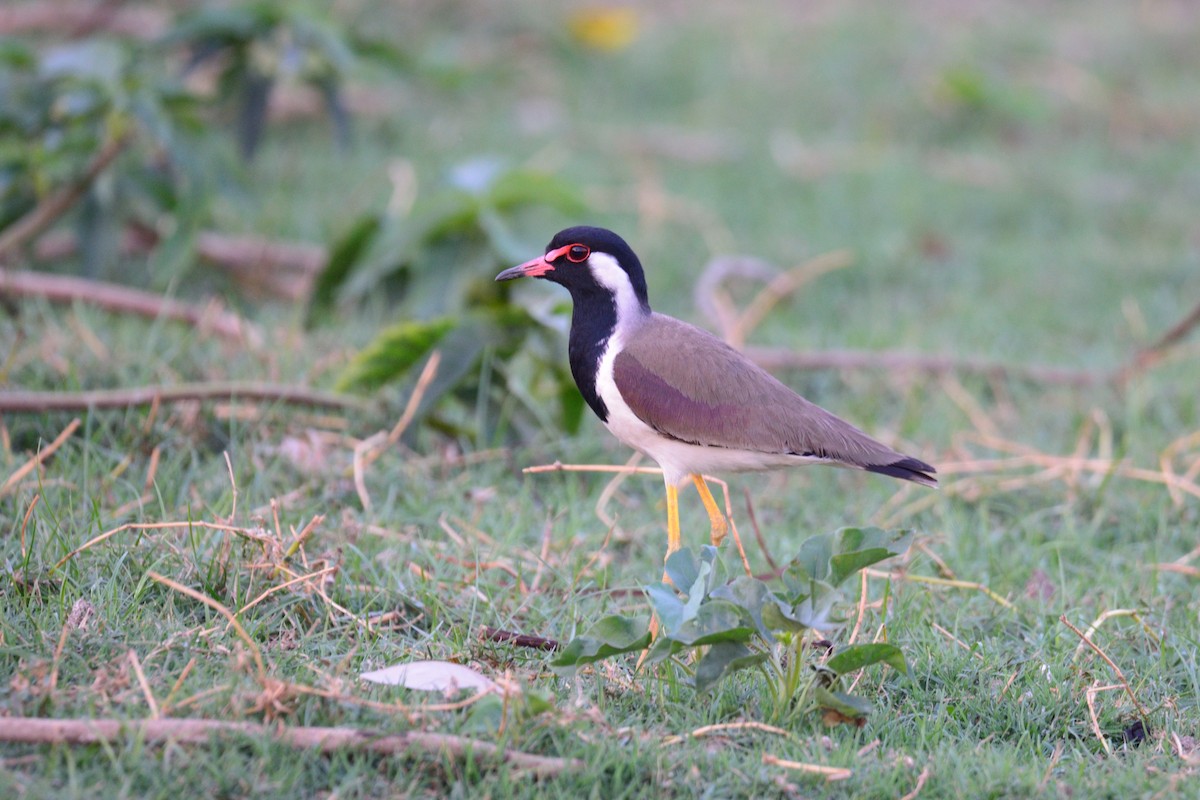 Red-wattled Lapwing - ML50787461