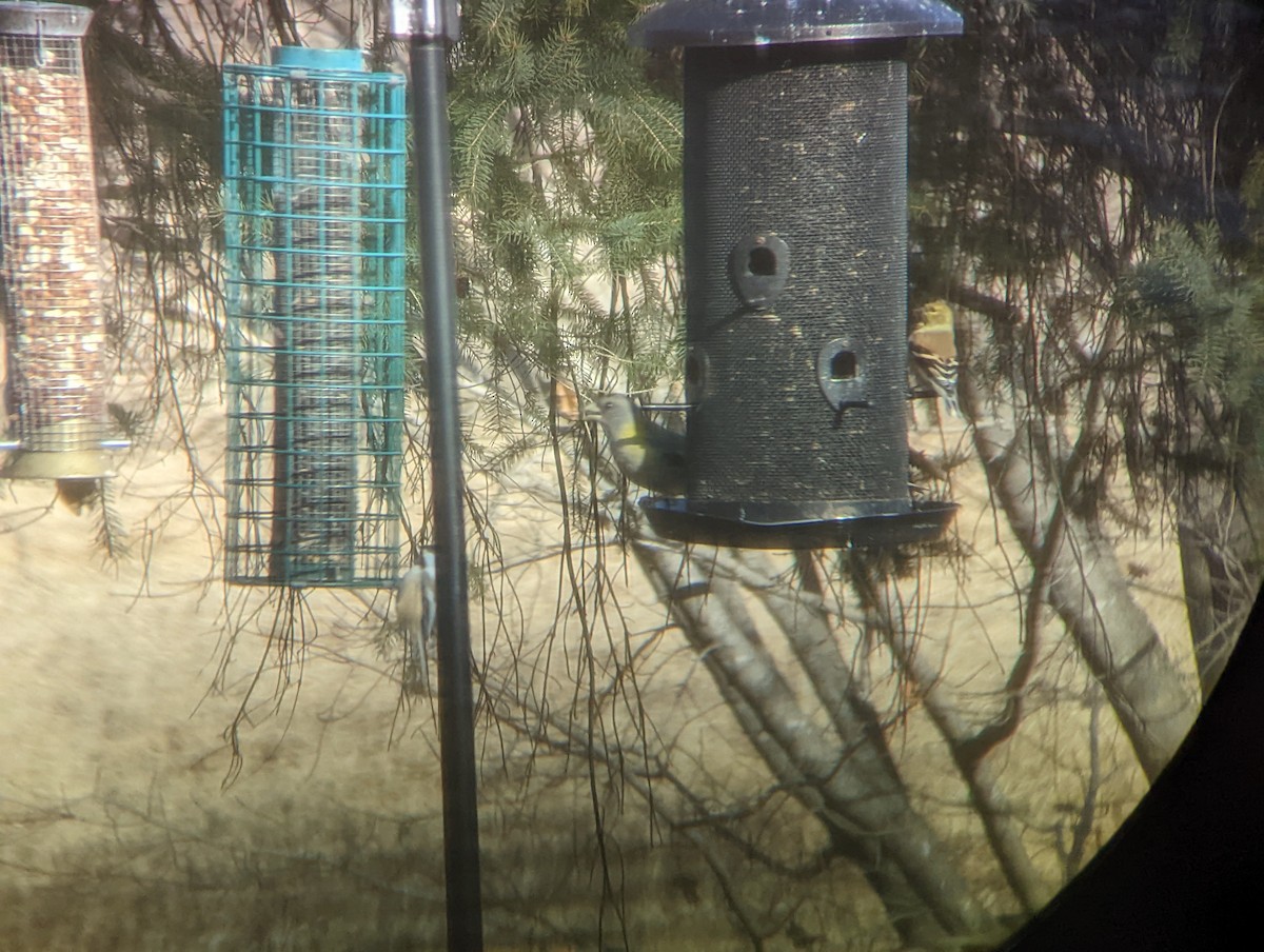 Evening Grosbeak - ML507875111