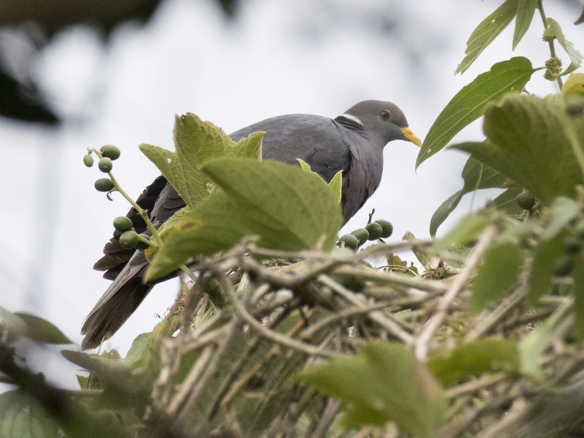 Band-tailed Pigeon - ML507876501