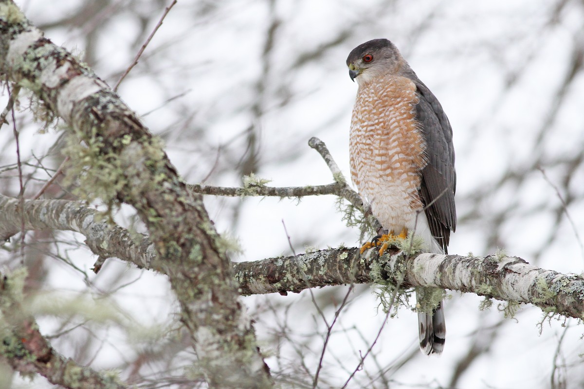 Cooper's Hawk - Evan Lipton