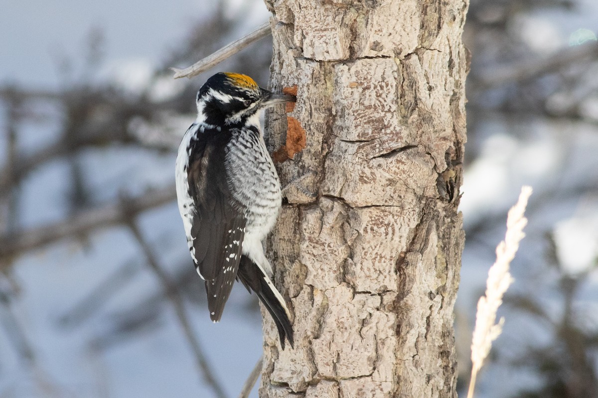 American Three-toed Woodpecker (Rocky Mts.) - ML507878101