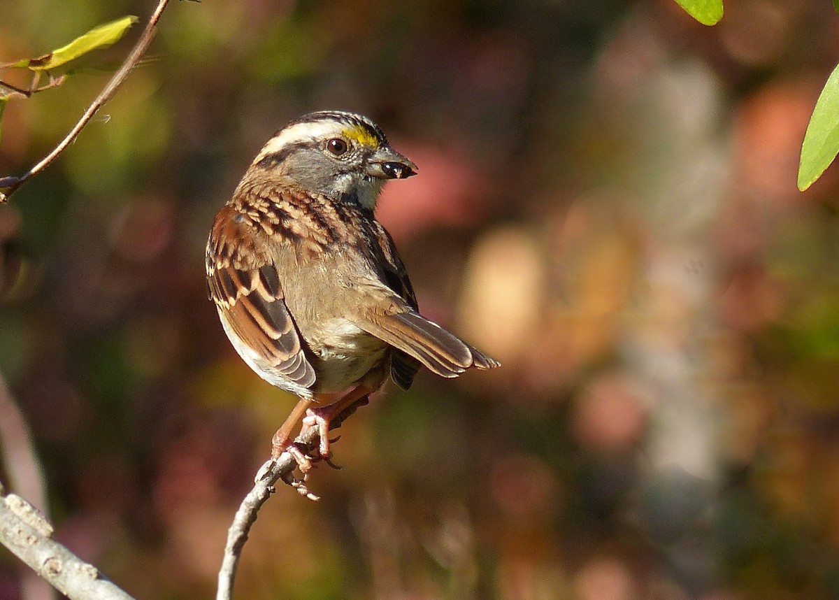 White-throated Sparrow - ML507878851