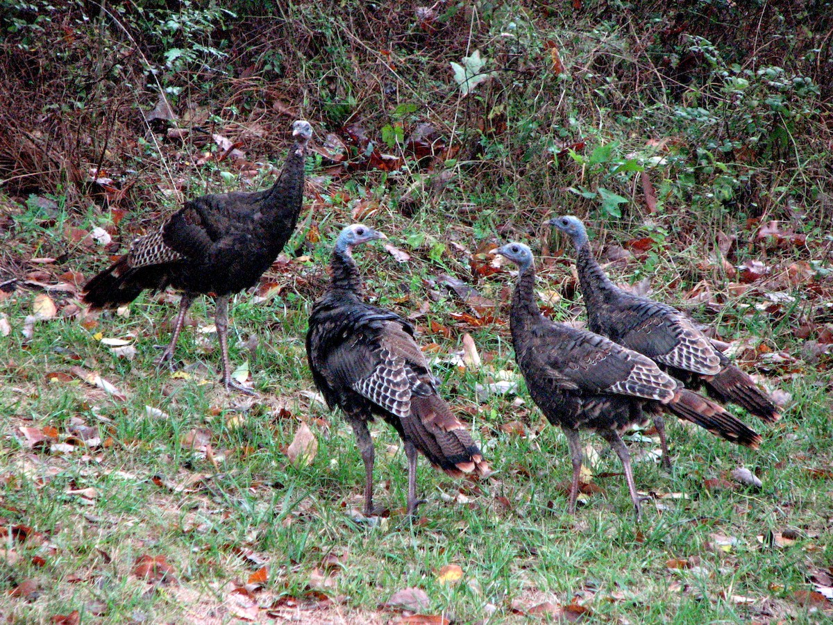 Wild Turkey - Lisa Owens