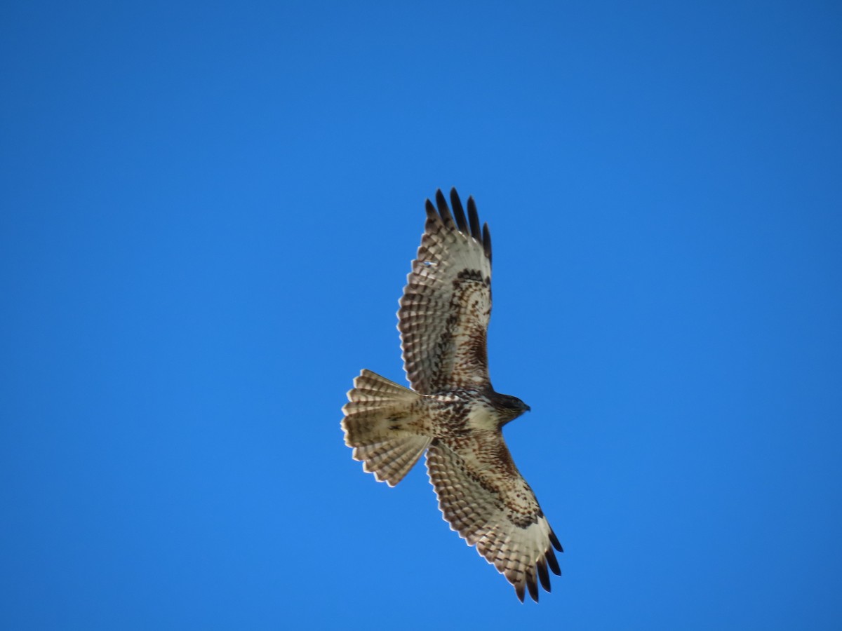 Red-tailed Hawk - ML507881471