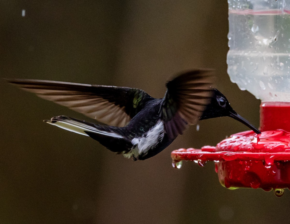 Colibrí Negro - ML507882101