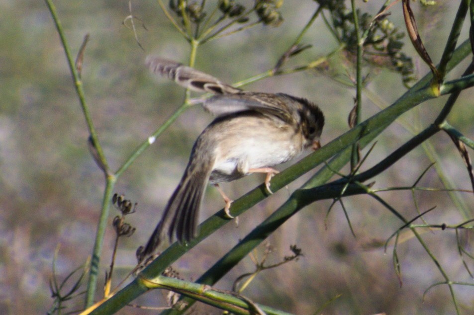 Clay-colored Sparrow - ML507882431