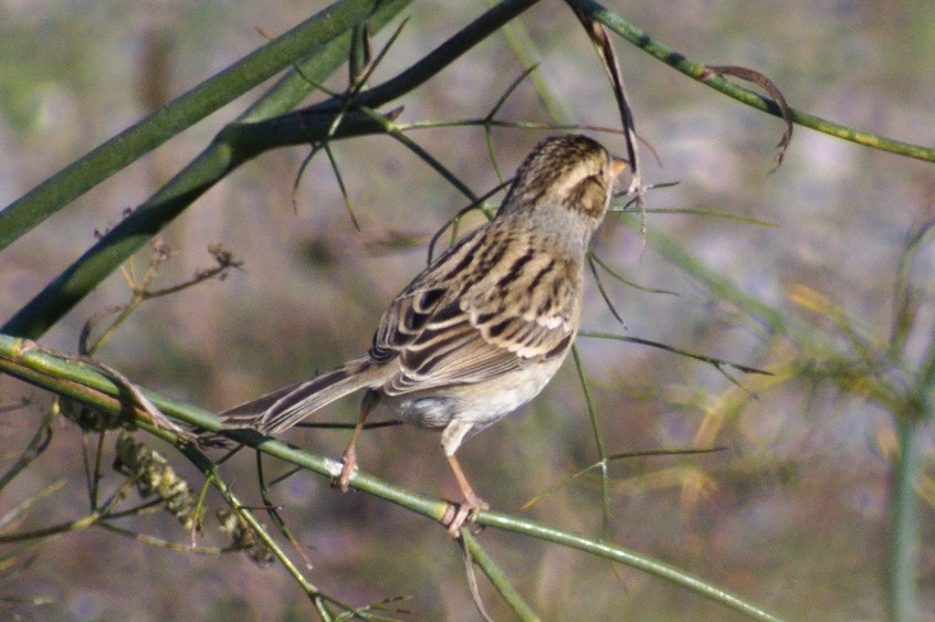 Clay-colored Sparrow - ML507882451