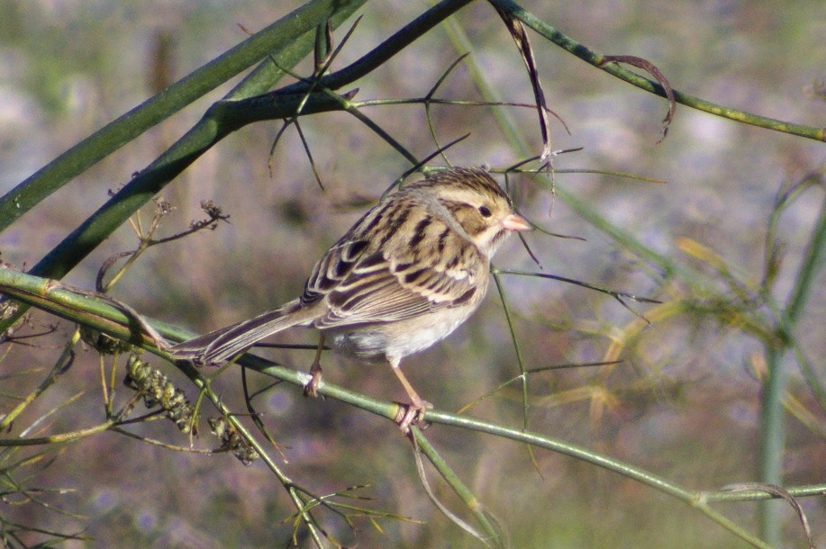 Clay-colored Sparrow - ML507882491