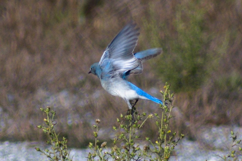 Mountain Bluebird - ML507882611