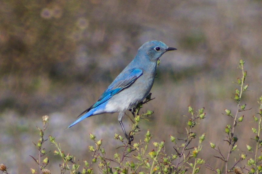 Mountain Bluebird - ML507882691