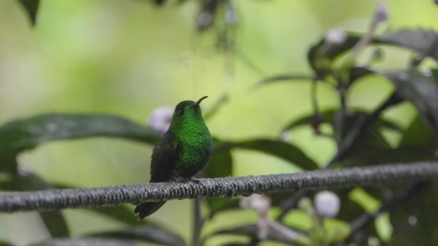 kobberkronekolibri - ML507882711