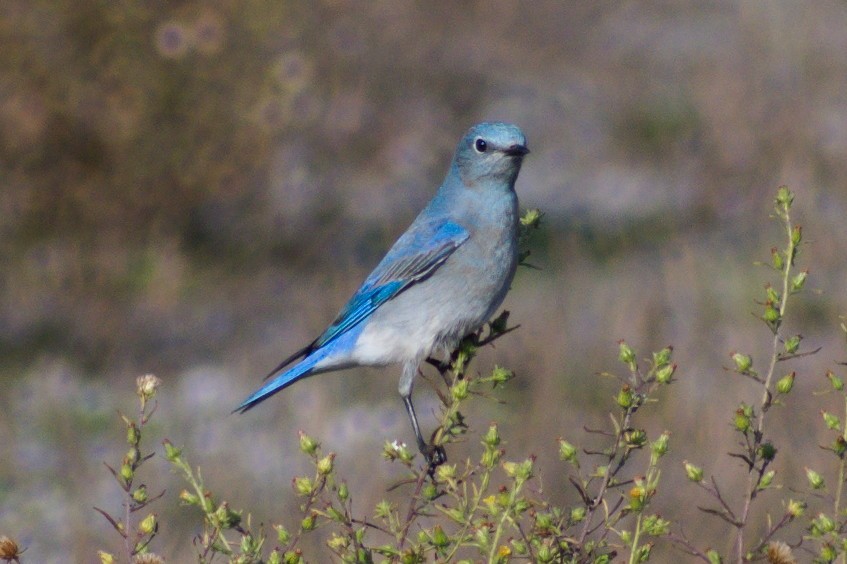 Mountain Bluebird - ML507882841