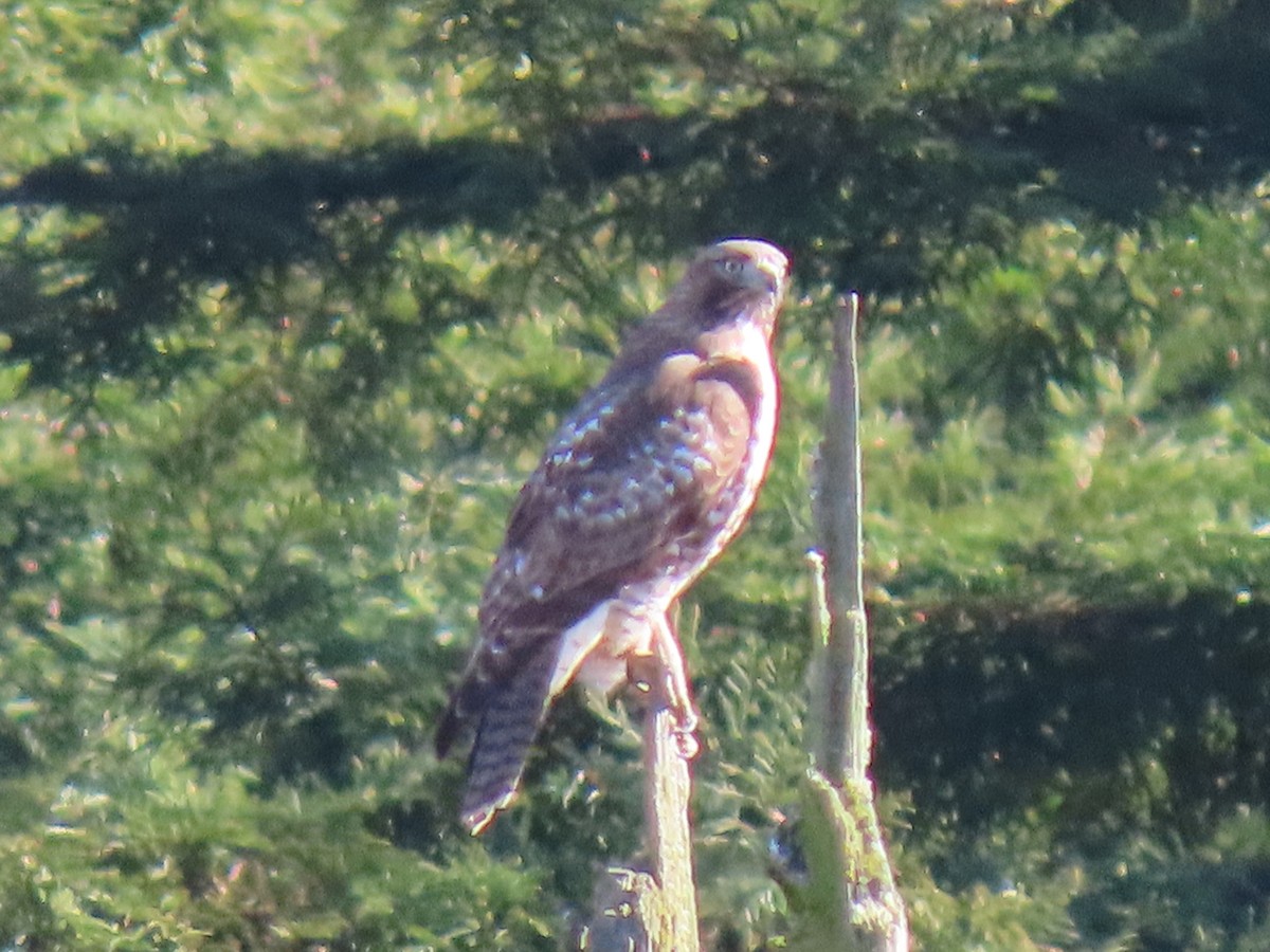 Red-tailed Hawk - ML507883151