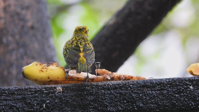 Silver-throated Tanager - ML507884011