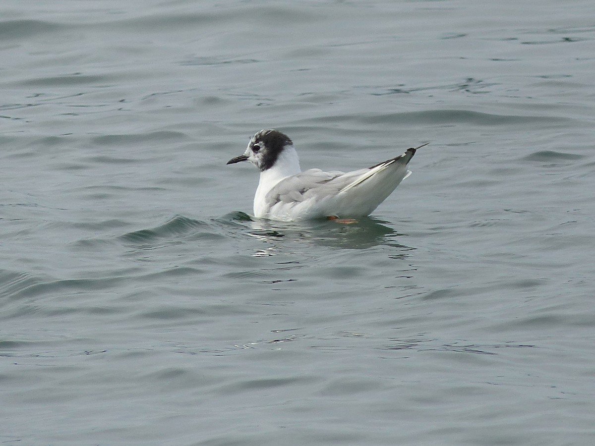 Bonaparte's Gull - ML507884281