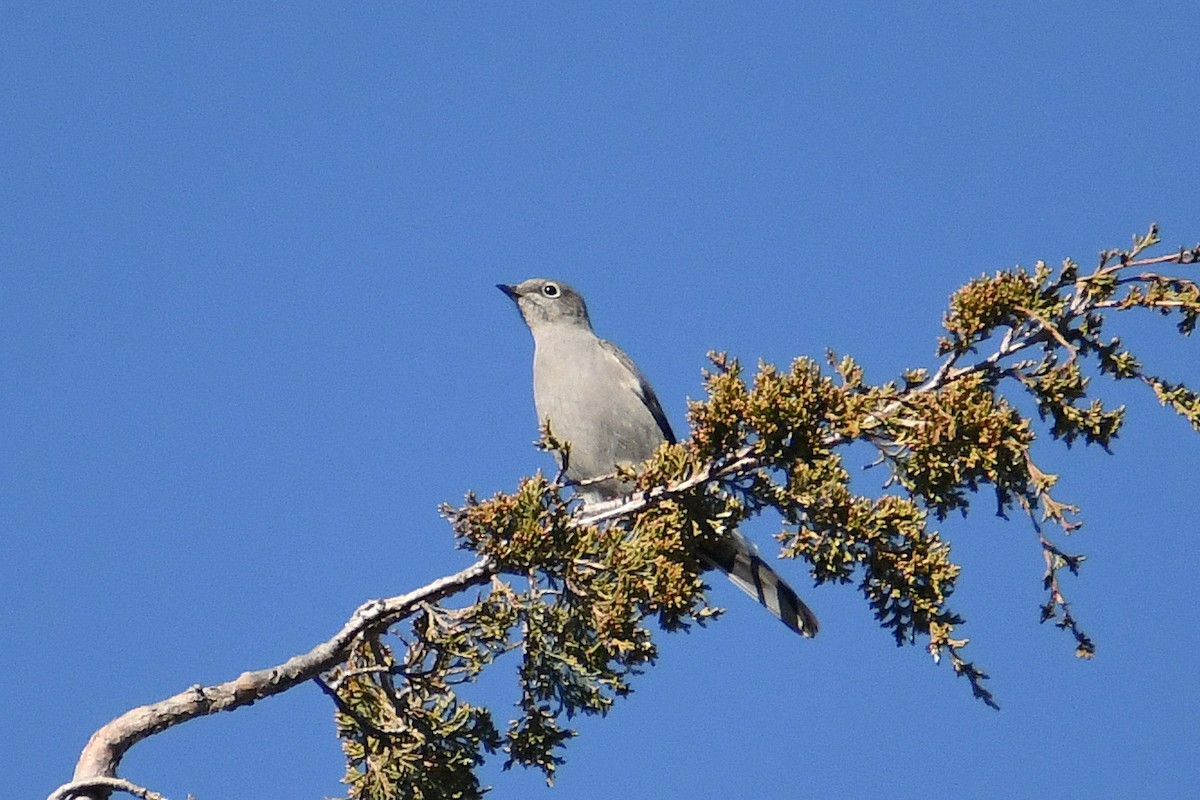 Townsend's Solitaire - ML507884611