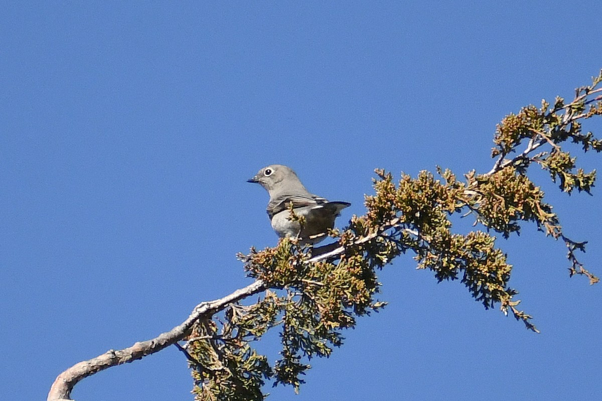 Townsend's Solitaire - ML507884751