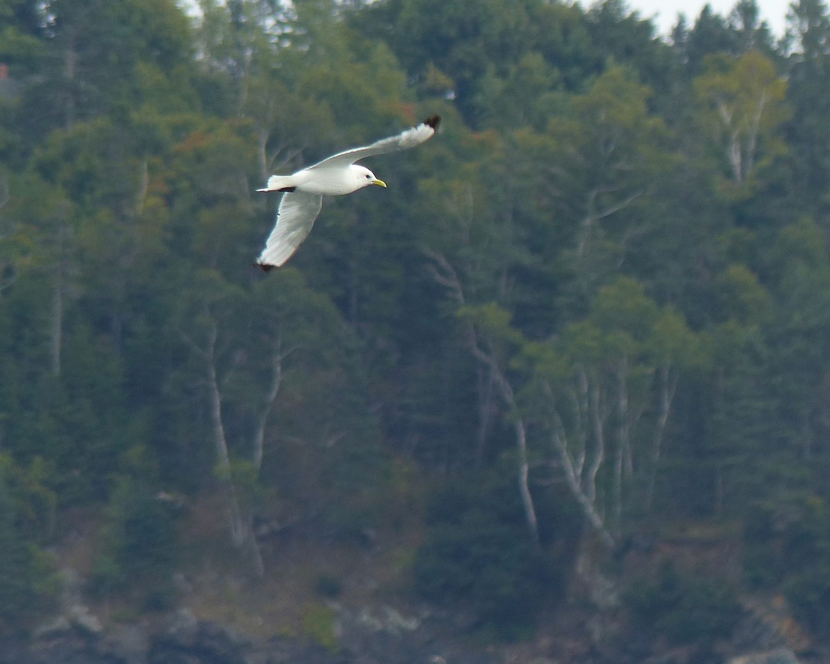 Black-legged Kittiwake - ML507884801