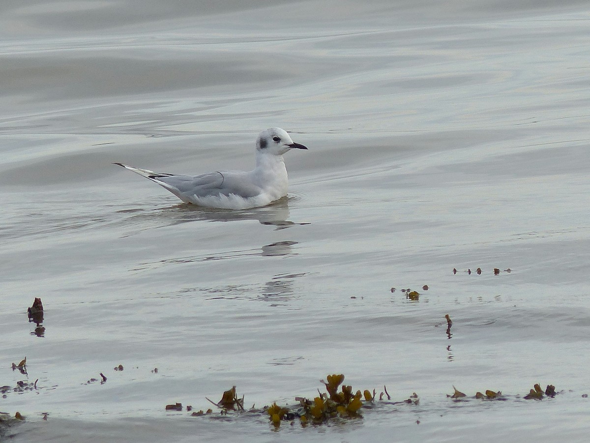 Bonaparte's Gull - Frank Marenghi