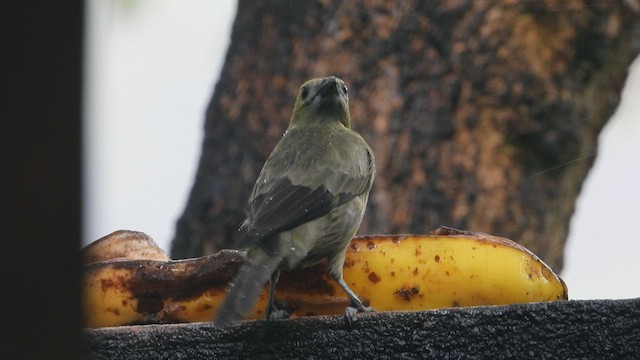 Palm Tanager - ML507884951