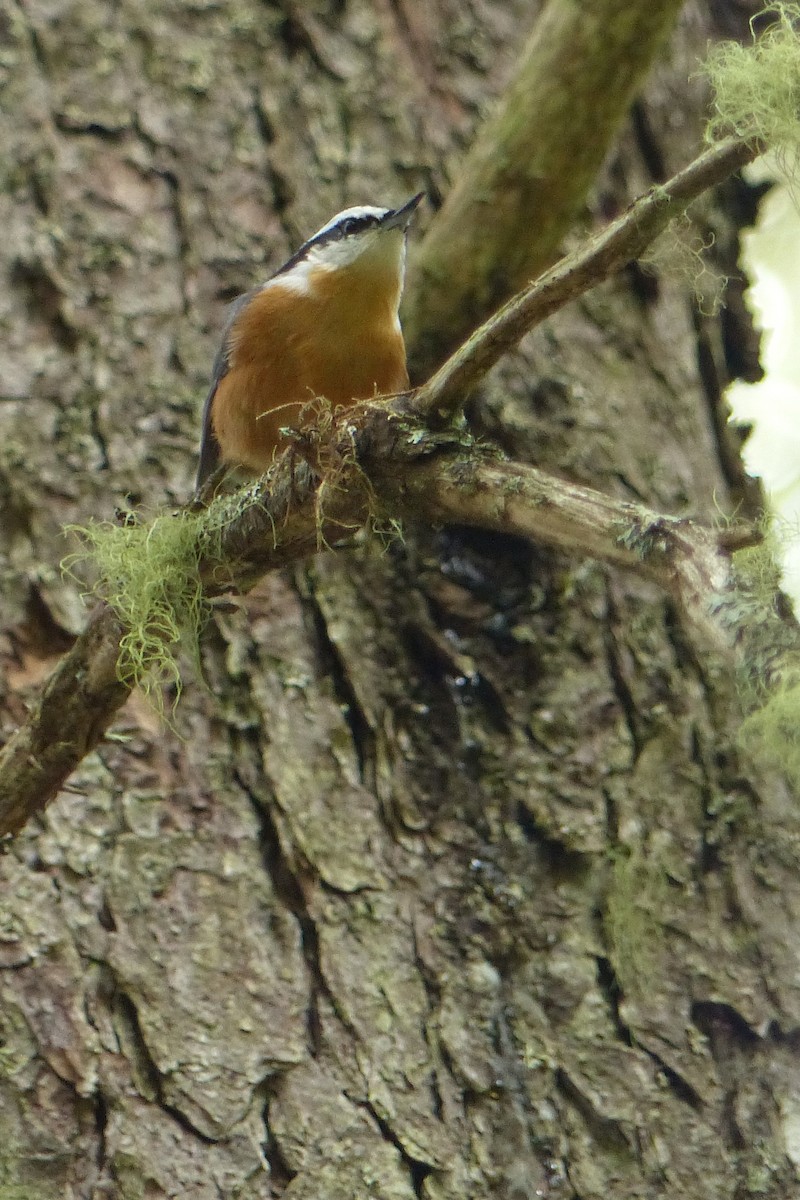 Red-breasted Nuthatch - ML507885161
