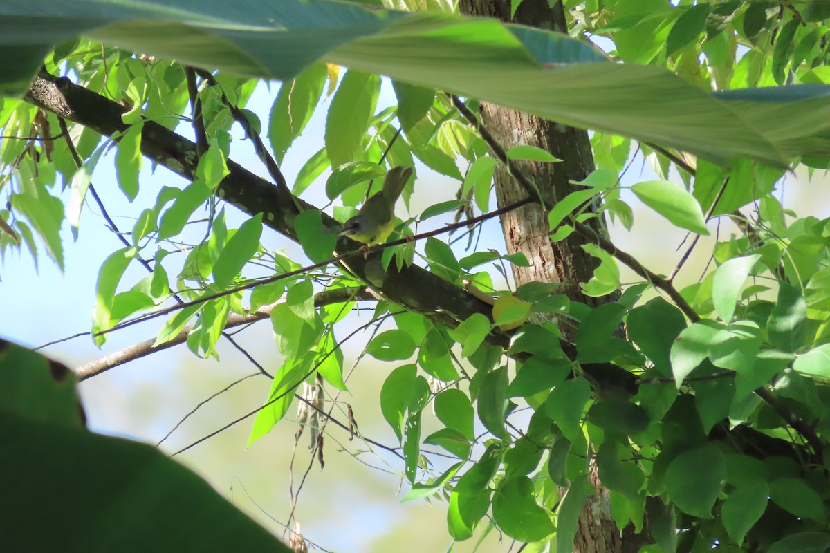 Mourning Warbler - ML507885401