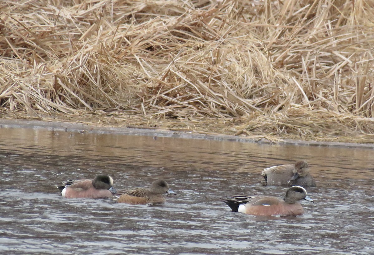 American Wigeon - ML50788551