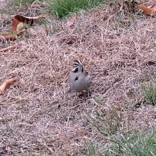 Lark Sparrow - Rachel Cox