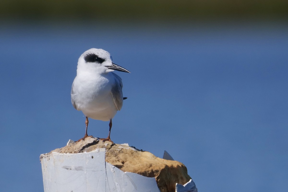 Forster's Tern - Jeff Osborne