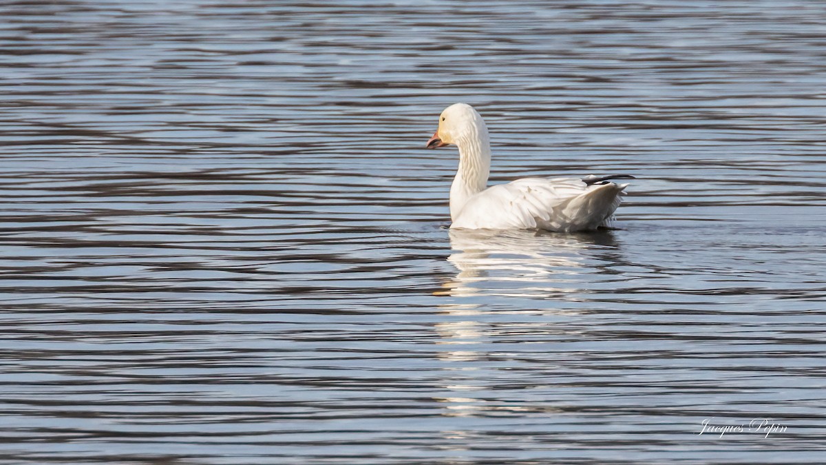 Snow Goose - ML507887191