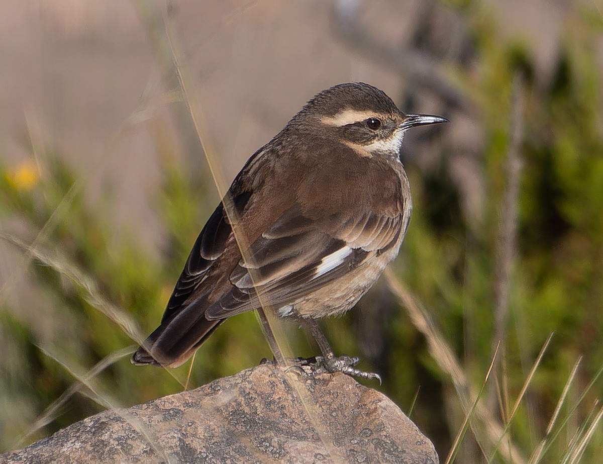 Cream-winged Cinclodes - ML507887881