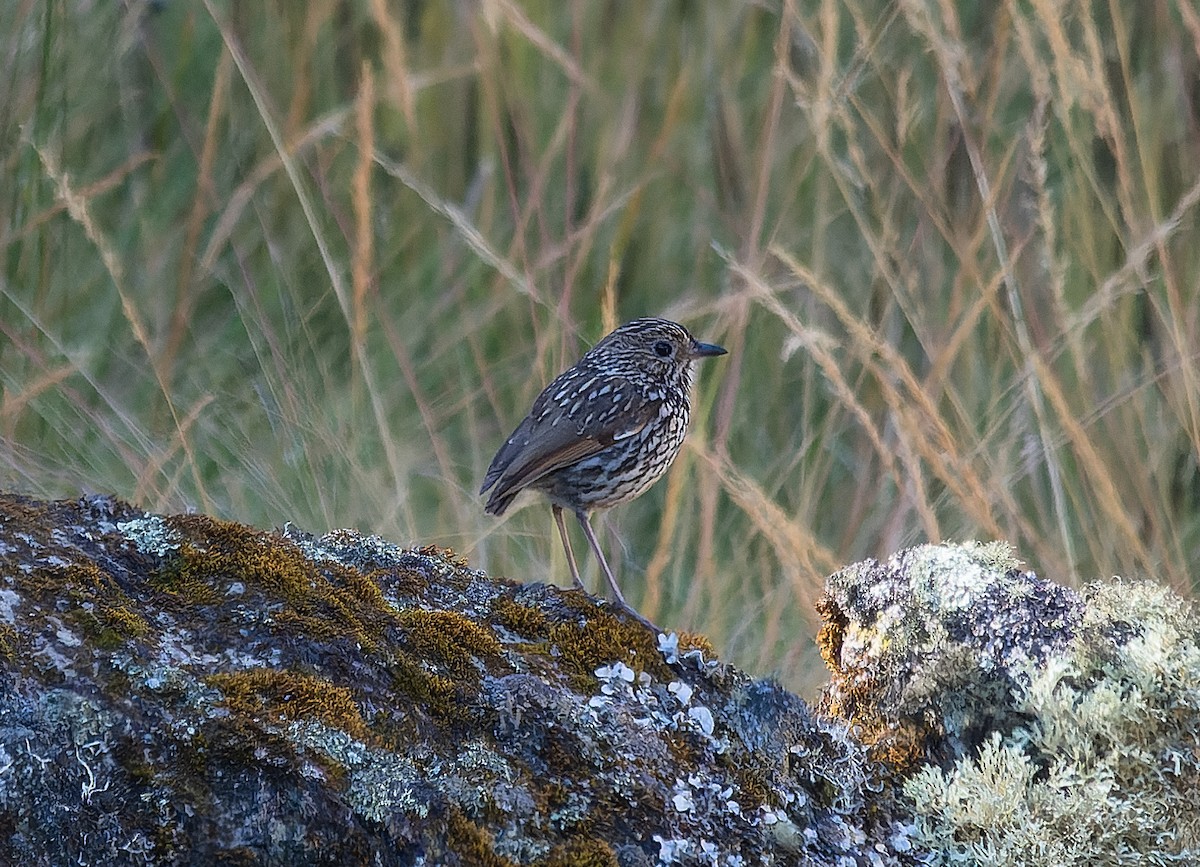 Stripe-headed Antpitta - ML507887971