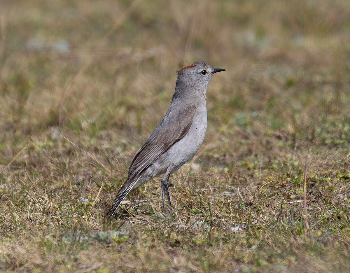 Rufous-naped Ground-Tyrant - ML507888181