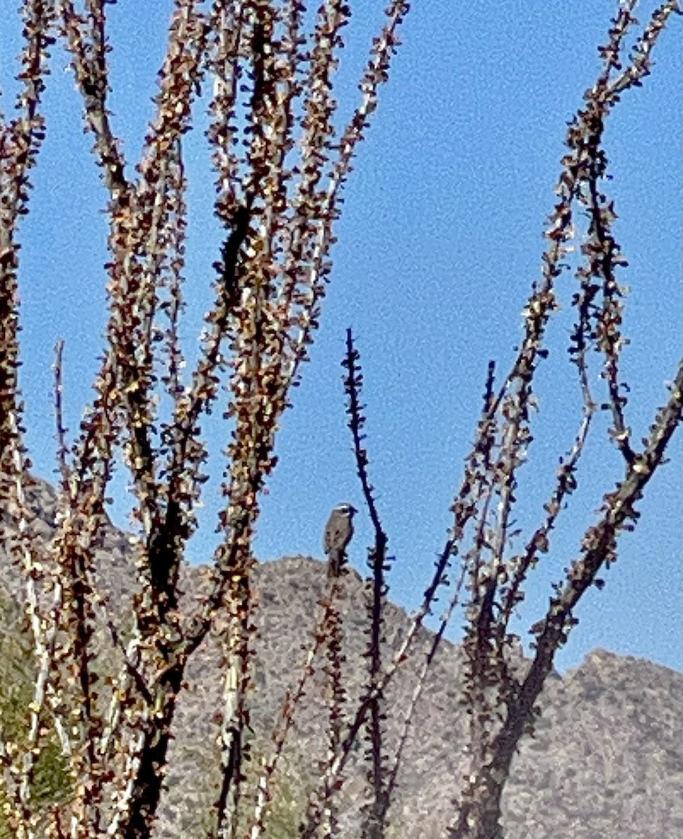 Black-throated Sparrow - ML507888351