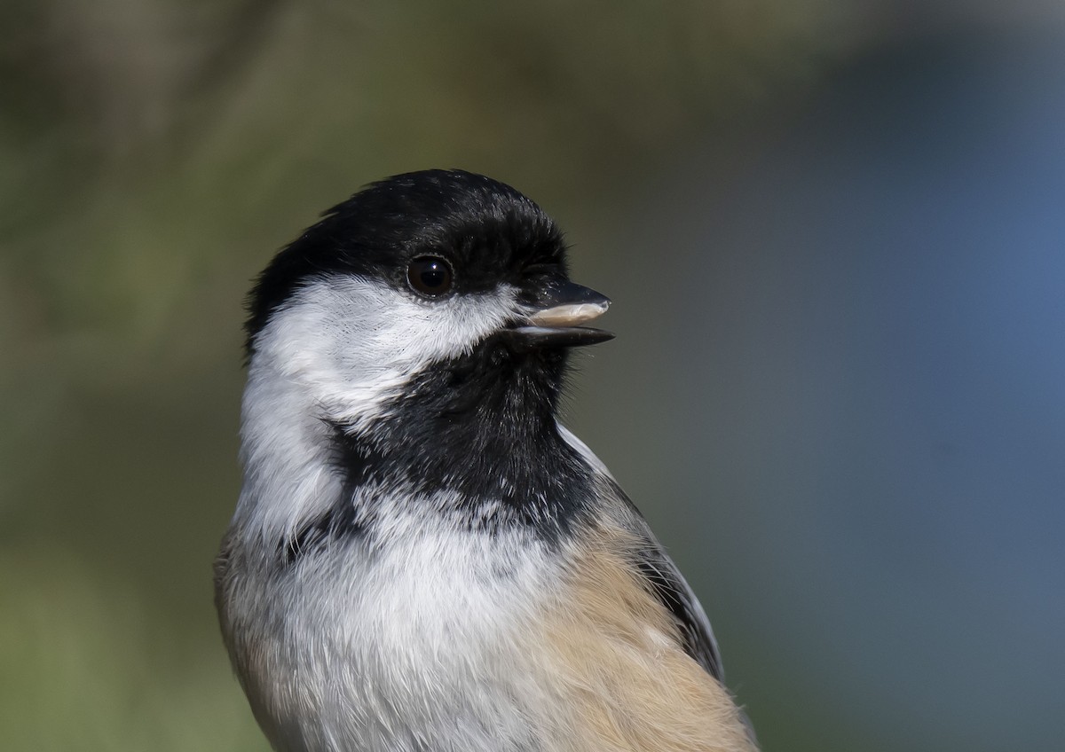 Black-capped Chickadee - Ronnie d'Entremont