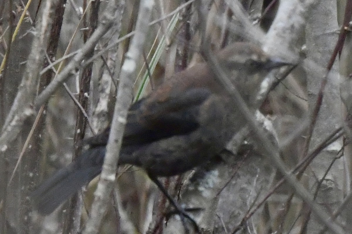 Rusty Blackbird - ML507888821