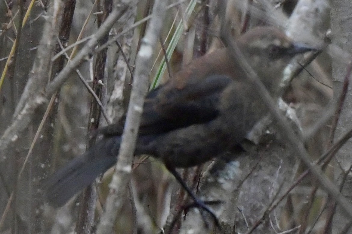 Rusty Blackbird - ML507888831