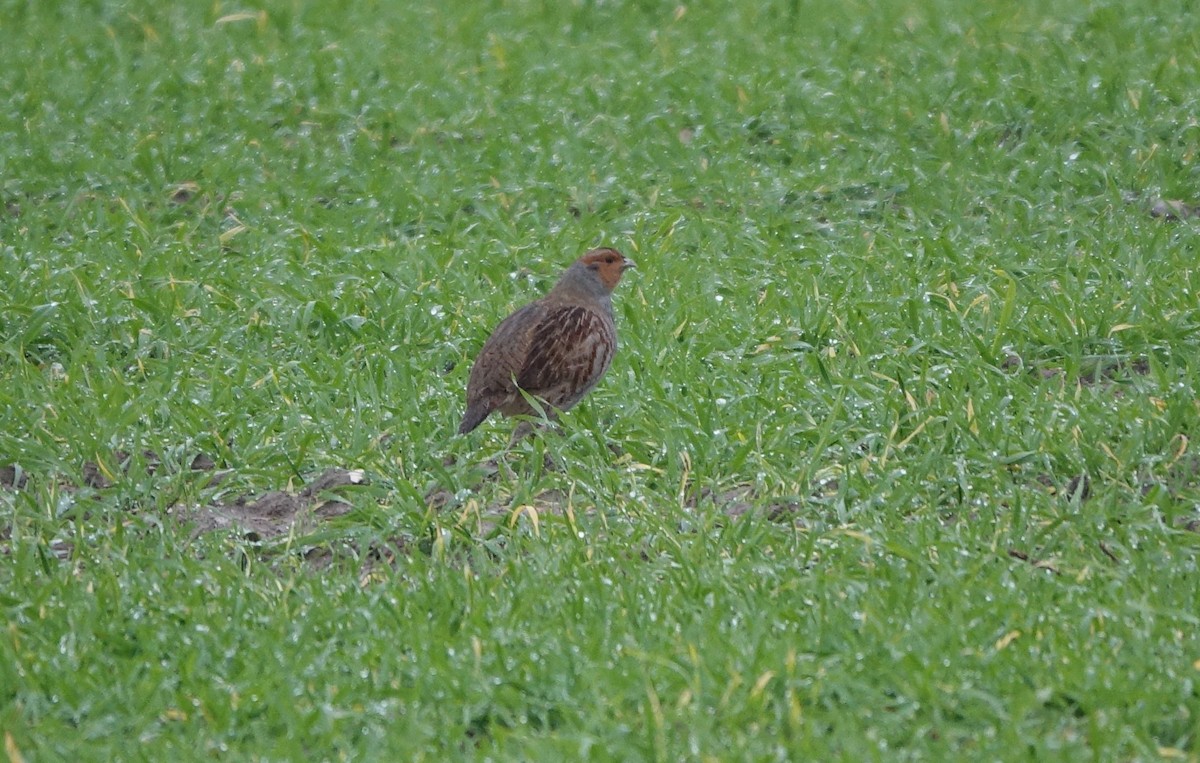 Gray Partridge - ML507888931