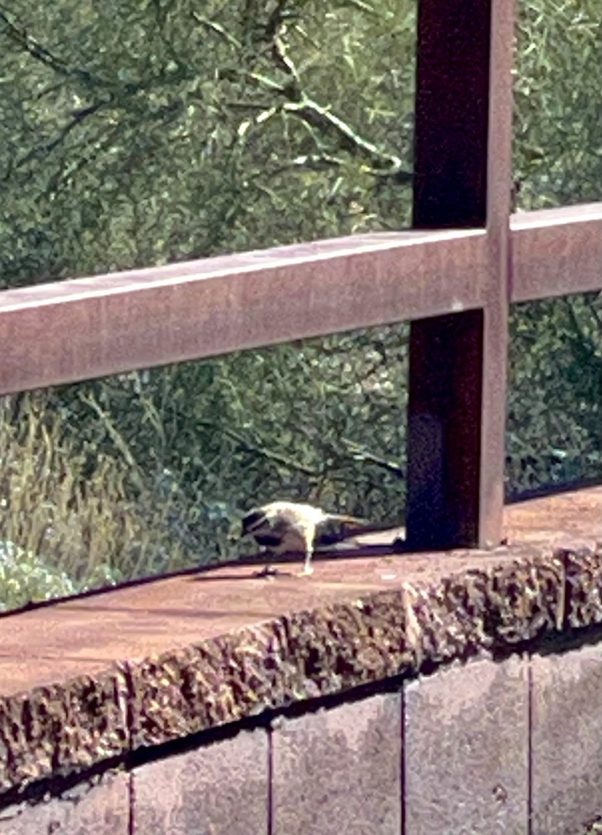 Cactus Wren - ML507889051