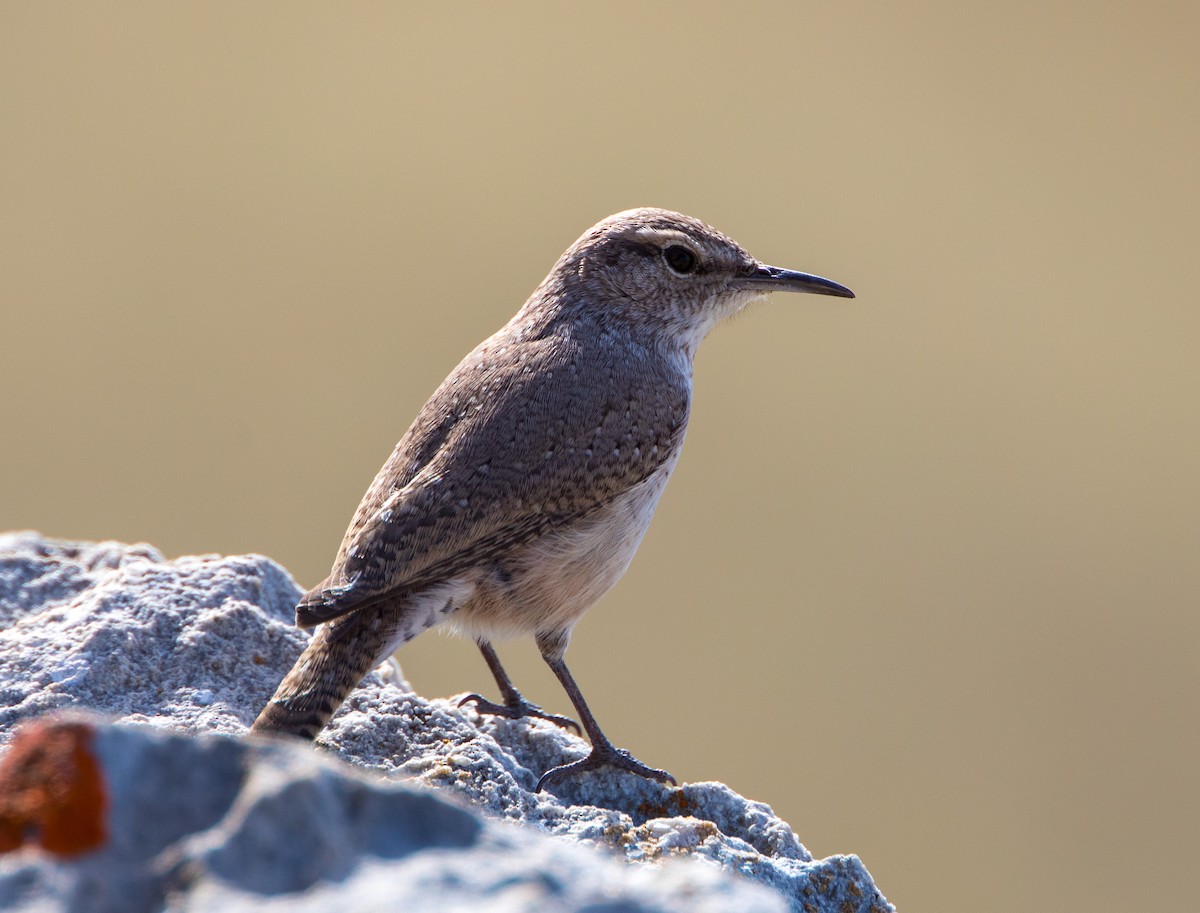 Rock Wren - Andrew Kenny