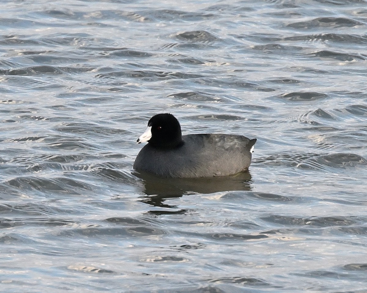 American Coot - ML507891281