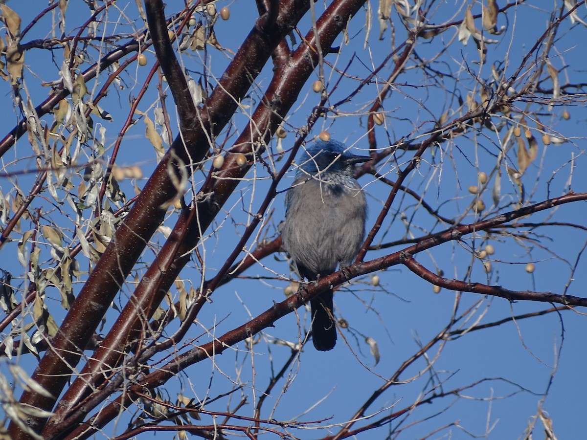 Woodhouse's Scrub-Jay - ML507894251